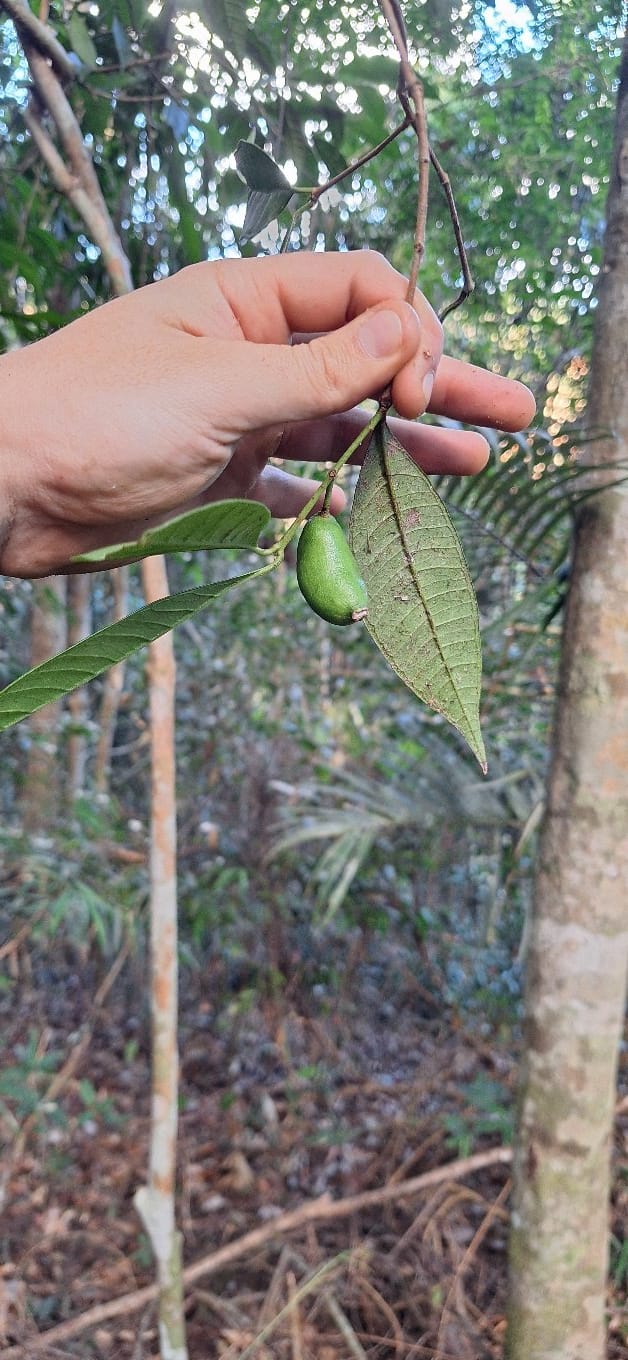 Material botânico fértil utilizado em identificação florística